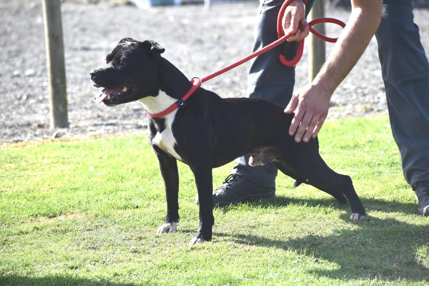 CH. Ready to go solo Of Brindle Wood